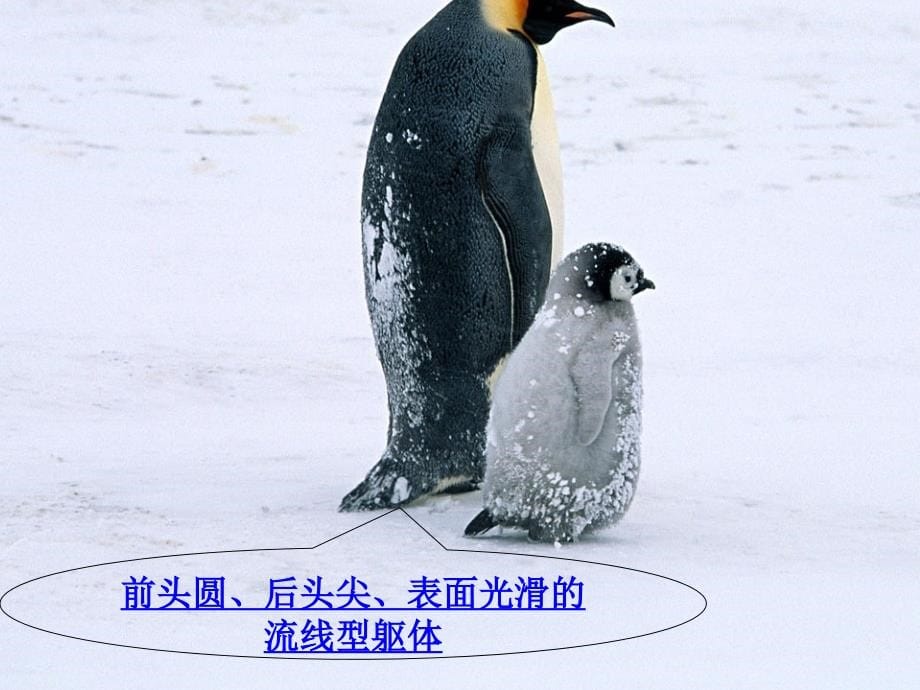 2014秋北京版语文三上《登上企鹅岛》ppt课件5_第5页