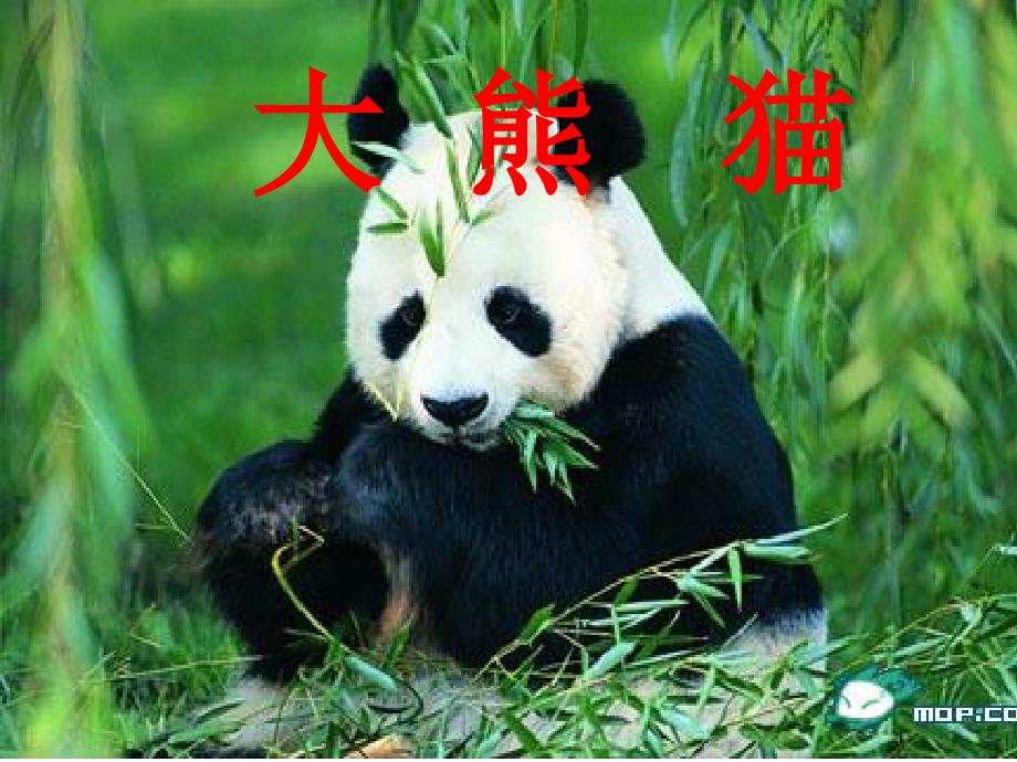 2015秋北师大版语文一下《大熊猫》ppt课件3_第2页