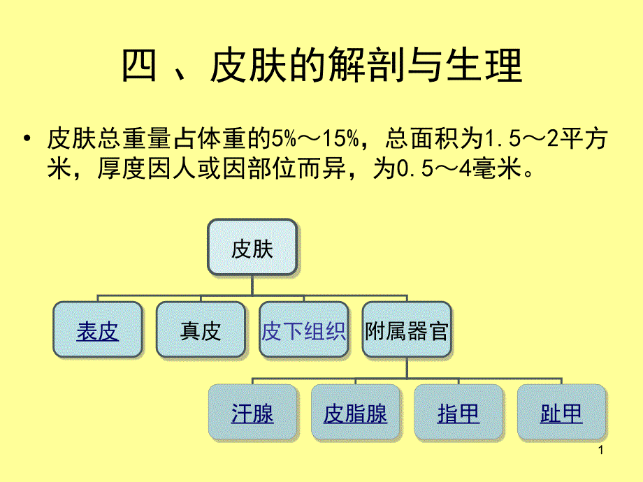 皮肤的解剖与生理_第1页