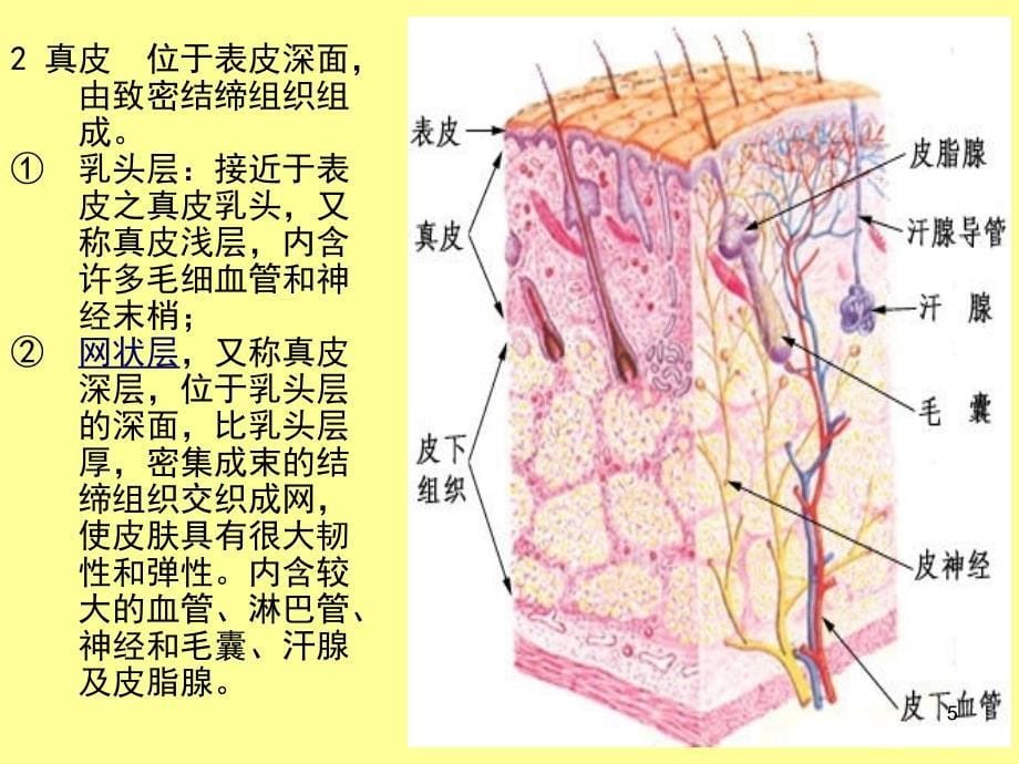 皮肤的解剖与生理_第5页