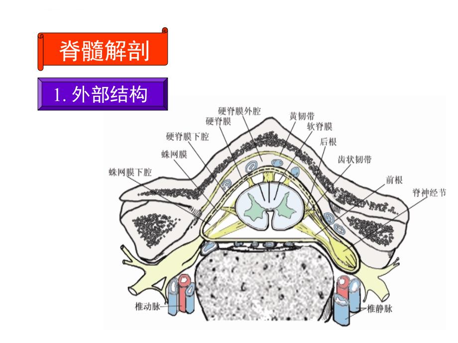 脊髓病修改版课件_第4页