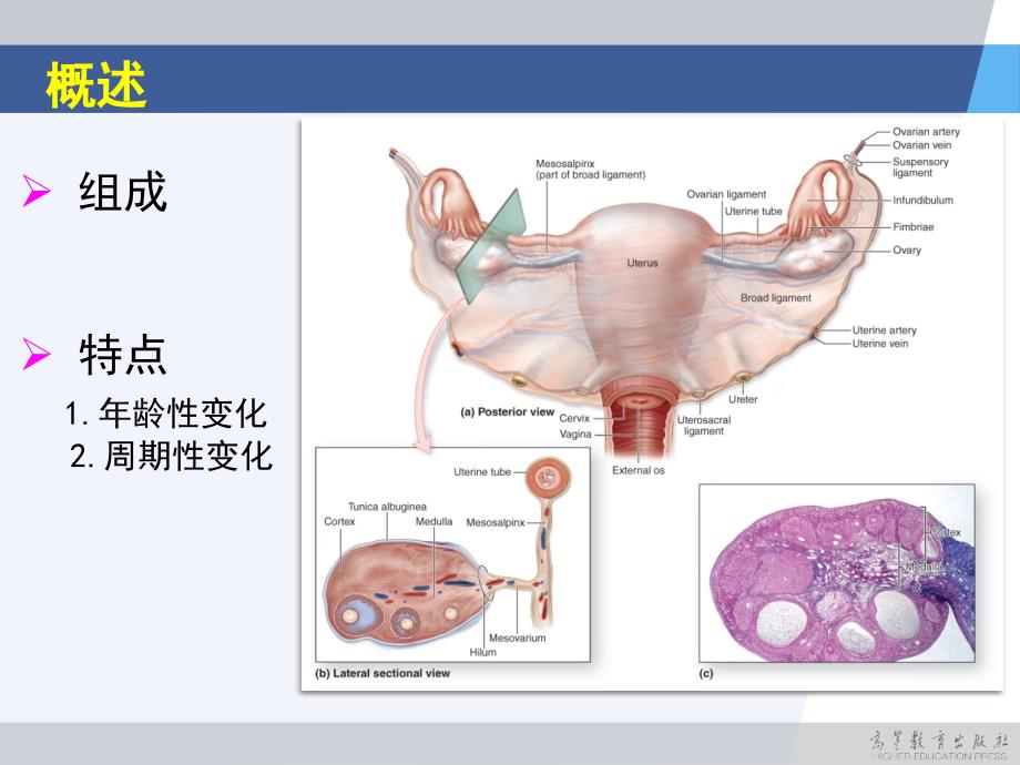 2015-女性生殖系统-ppt-梁春敏_第3页