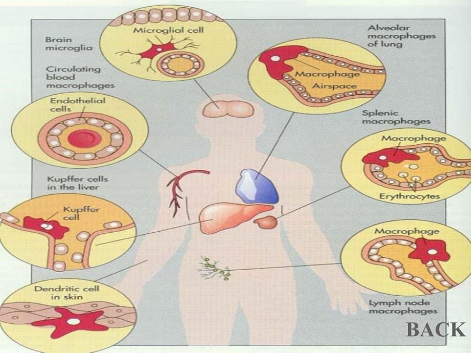 医学微生物学-抗感染免疫课件_第5页