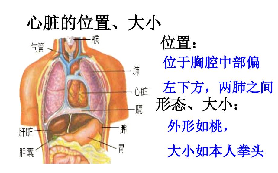 心脏-ppt人体解剖学课件_第3页