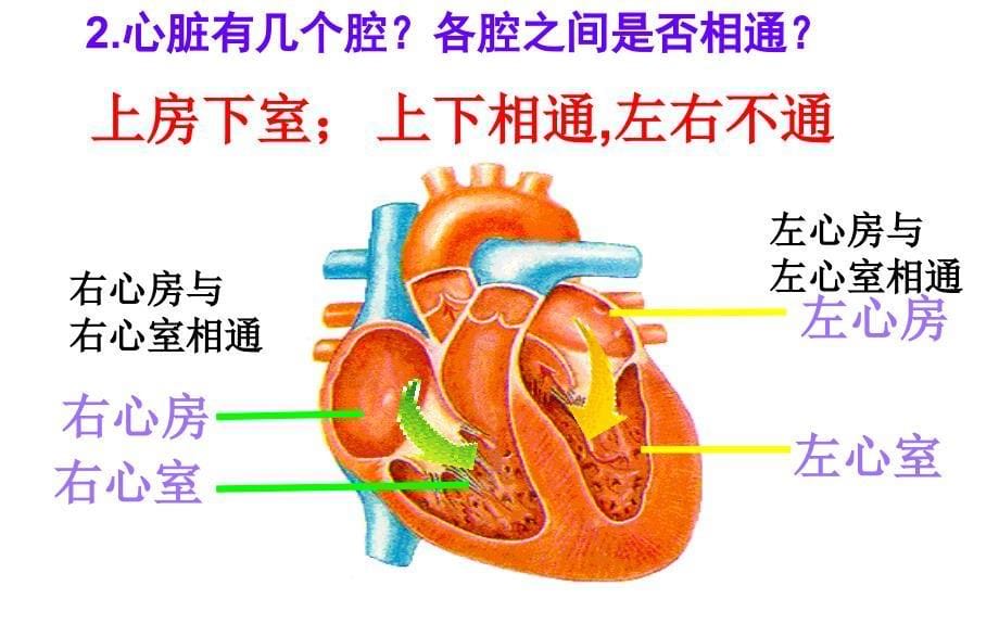 心脏-ppt人体解剖学课件_第5页