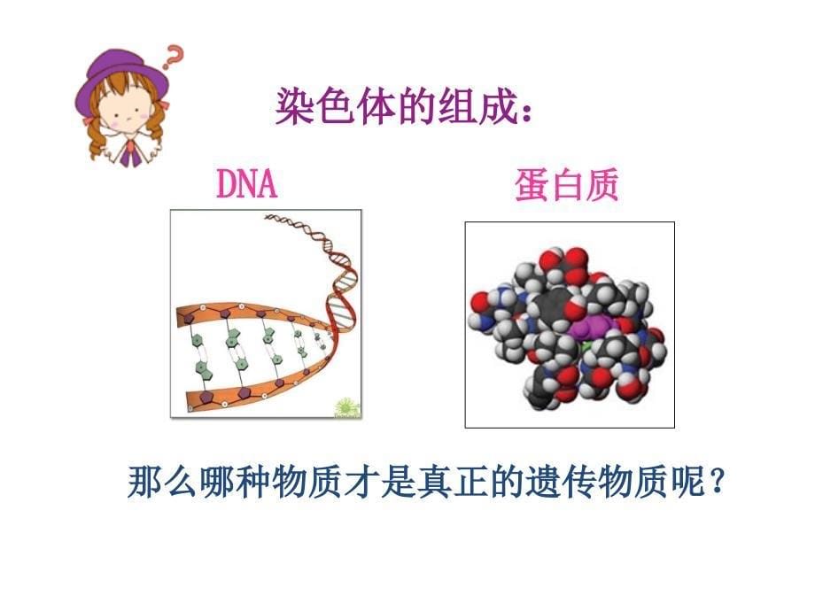 生物一轮复习课件：dna是主要的遗传物质_第5页