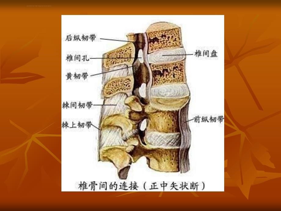 脊柱骨折和脊髓损伤课件_第5页