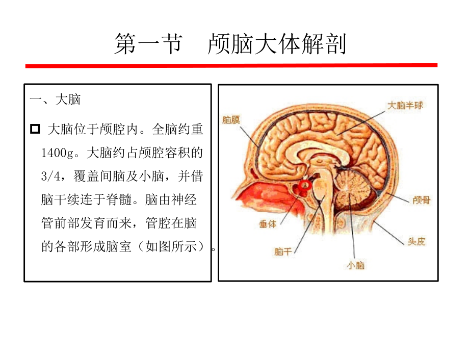颅脑解剖及ct正常表现课件_第2页