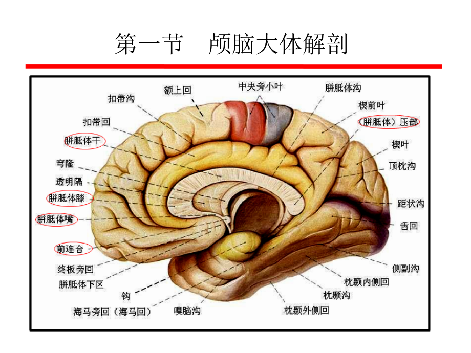 颅脑解剖及ct正常表现课件_第4页