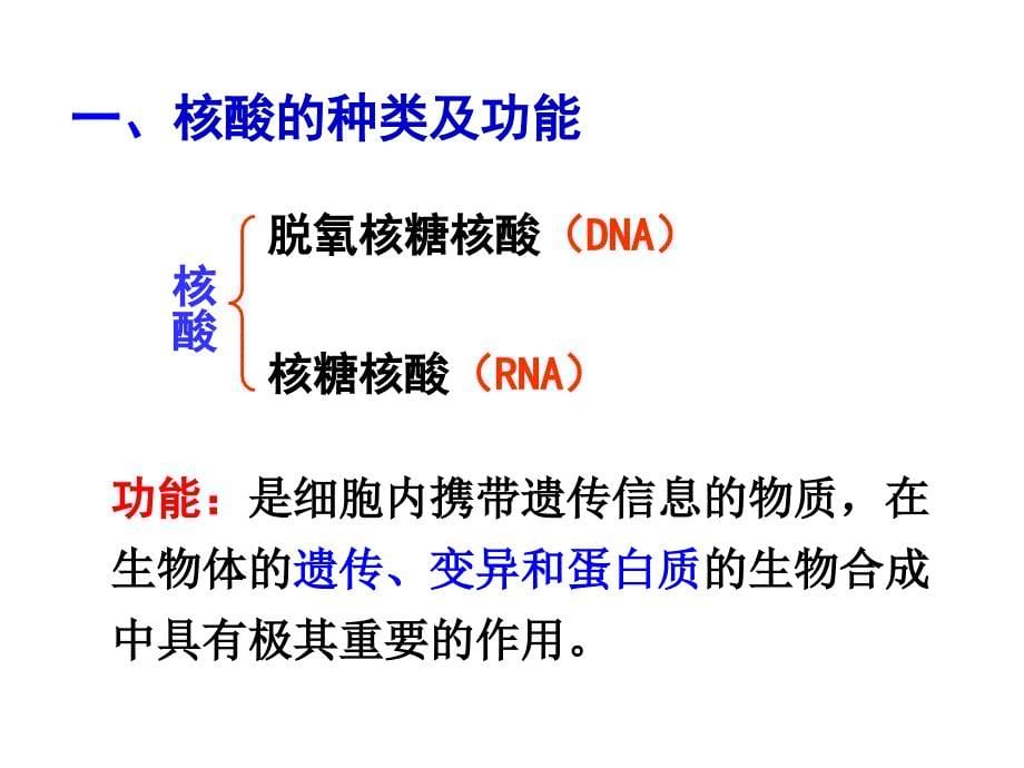 2.3_遗传信息的携带者—核酸+课件+谢凤英_第5页