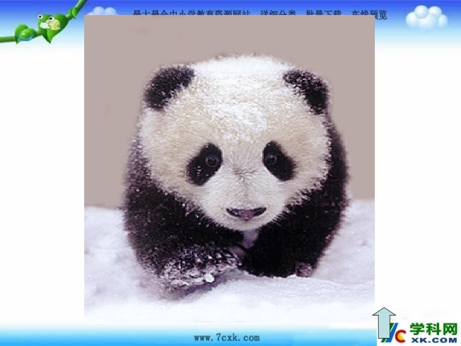2014秋长春版语文二上《大熊猫出国》ppt课件4_第5页
