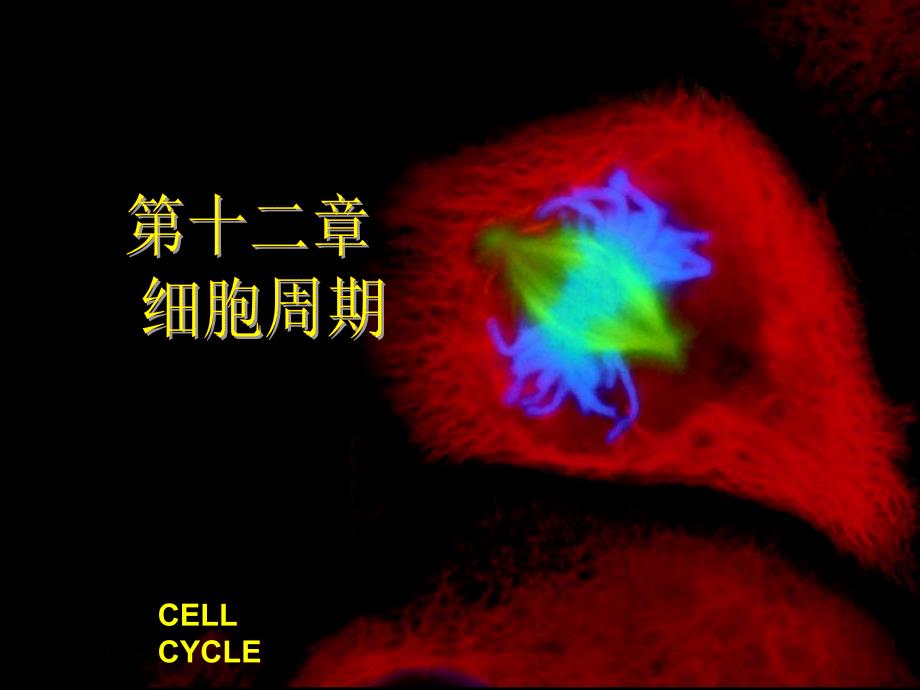 12细胞周期(翟中和细胞生物学全套)_第1页