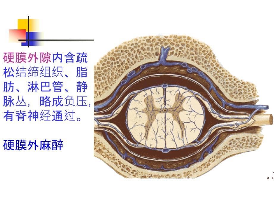 脑和脊髓的血管、被膜、脑脊液循环ppt-系统解剖学课件_第5页