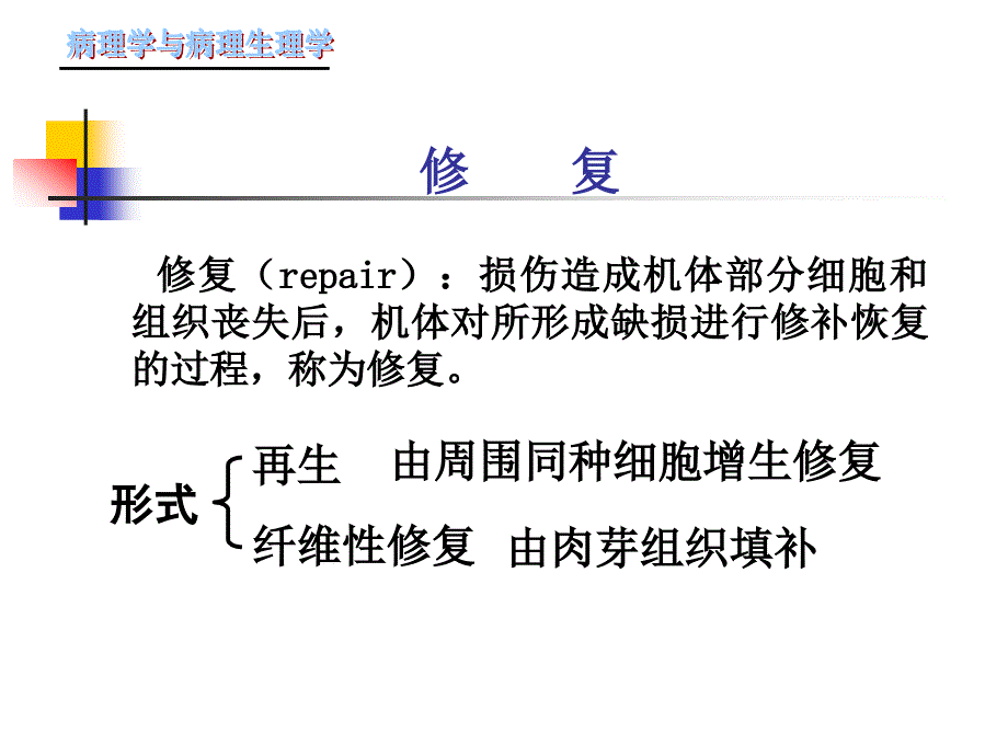 损伤修复ppt-病理学课件_第3页