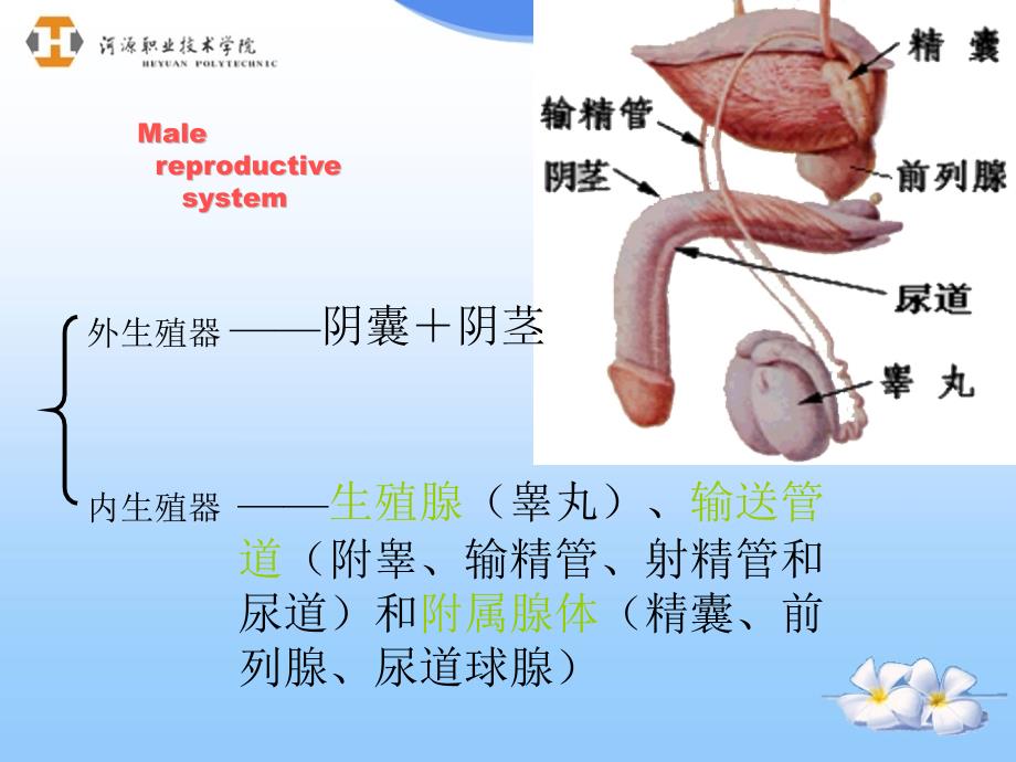 男性生殖系统—ppt人体解剖学课件_第2页