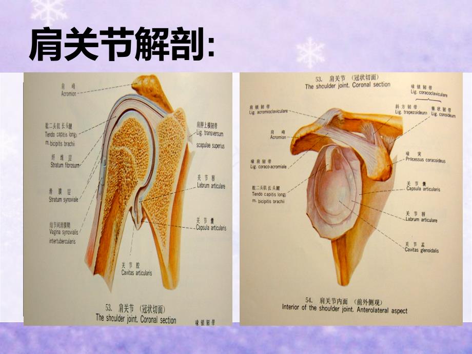 肩关节脱位的护理-2课件_第3页