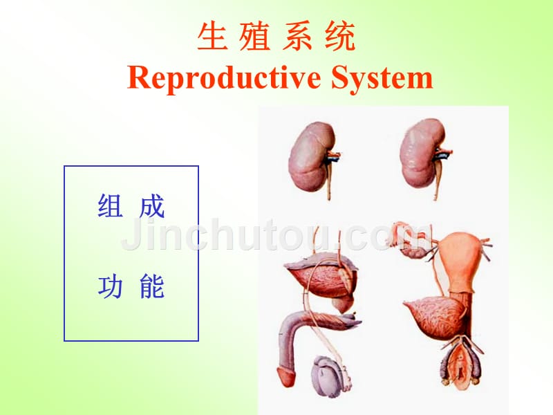 05-生殖系统（08药学本科）临床医学概要_第2页