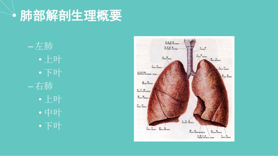胸外科(肺)护理查房课件_第3页