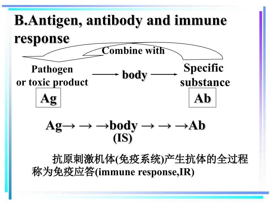 医学免疫学-免疫器官课件_第5页