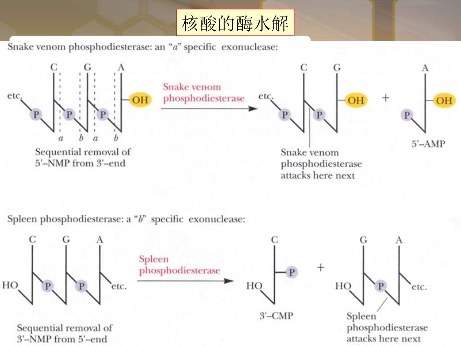 王镜岩-生物化学-经典课件-核苷酸代谢及代谢调控_第3页