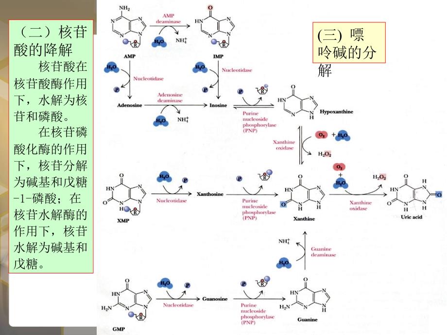 王镜岩-生物化学-经典课件-核苷酸代谢及代谢调控_第4页