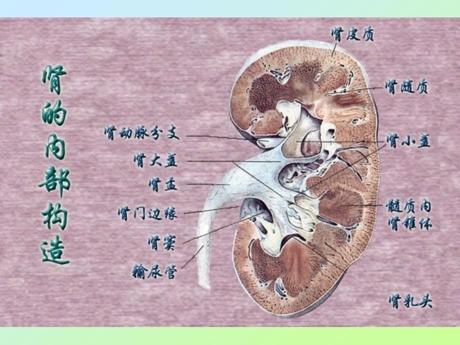 本科护理专业生理学课件-8尿生成_第5页