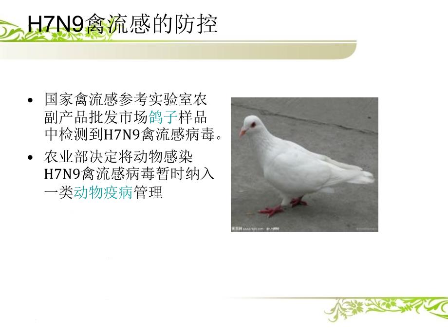 h7n9禽流感防治ppt------数控三_第4页