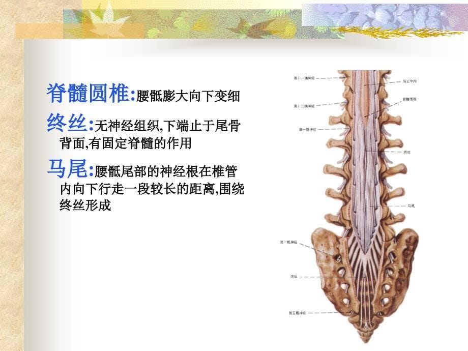 神经系统解剖学课件—脊髓课件_第5页
