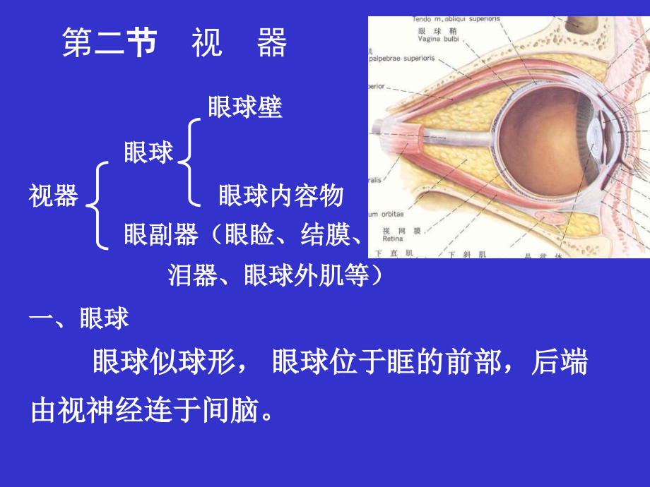 感觉器—ppt人体解剖学课件_第3页