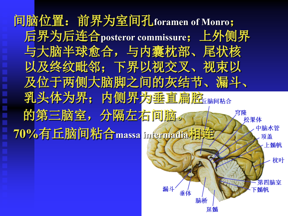 间脑-ppt人体解剖学课件_第2页