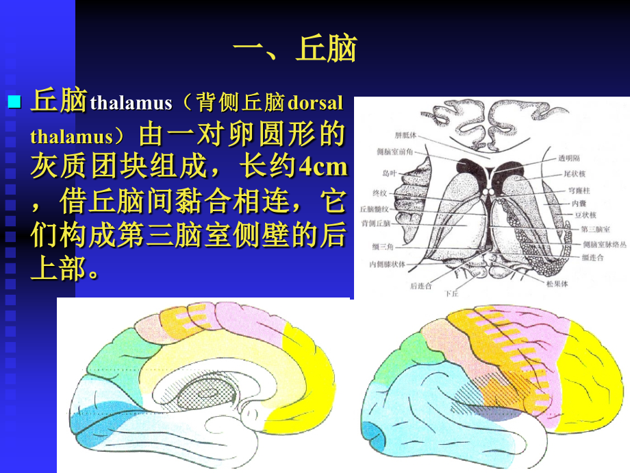 间脑-ppt人体解剖学课件_第4页