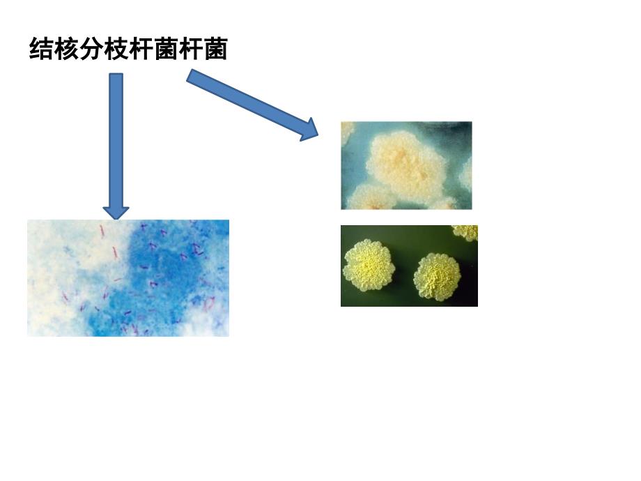 2015-第4章-细菌的遗传和变异_第2页