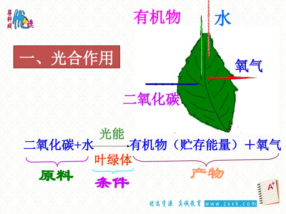 绿色植物生活方式--复习幻灯片-(共33张ppt)_第3页