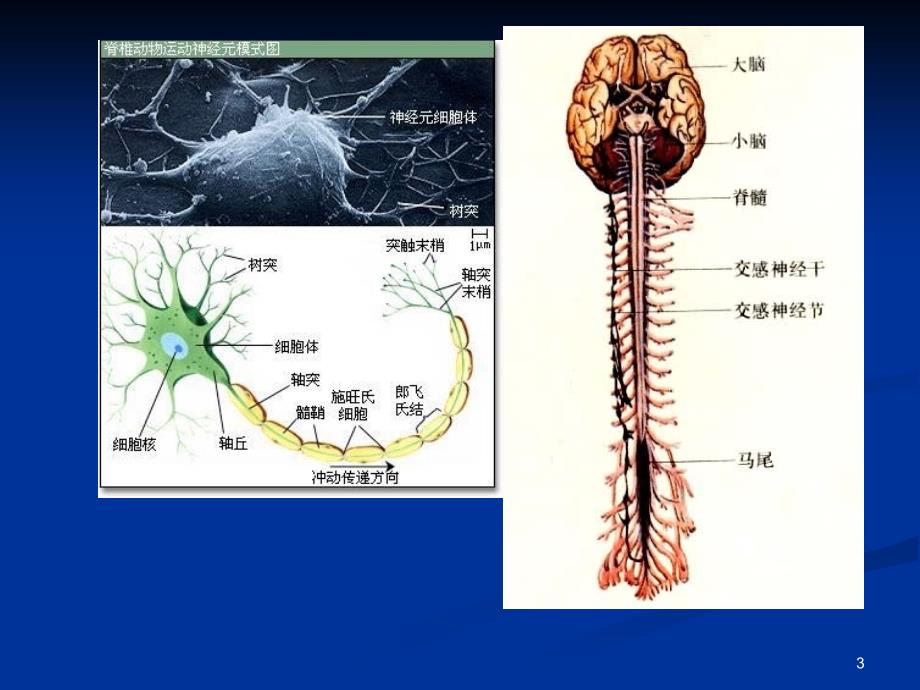 内科-神经系统教学大全综述_第3页