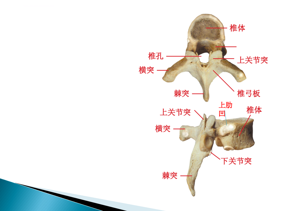 河南大学解剖学实验考试课件_第1页