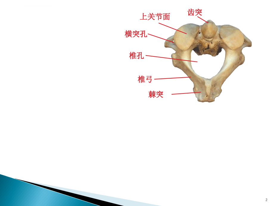 河南大学解剖学实验考试课件_第2页