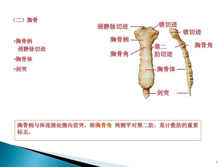 河南大学解剖学实验考试课件_第5页