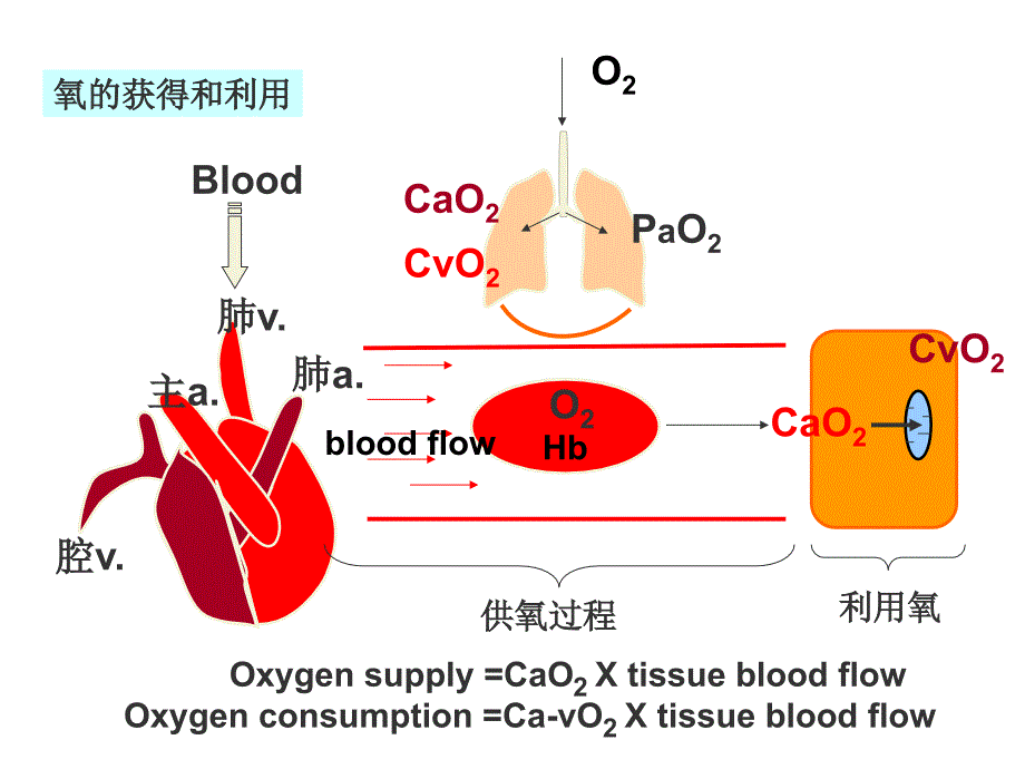 hypoxia缺氧【病理生理】_第3页