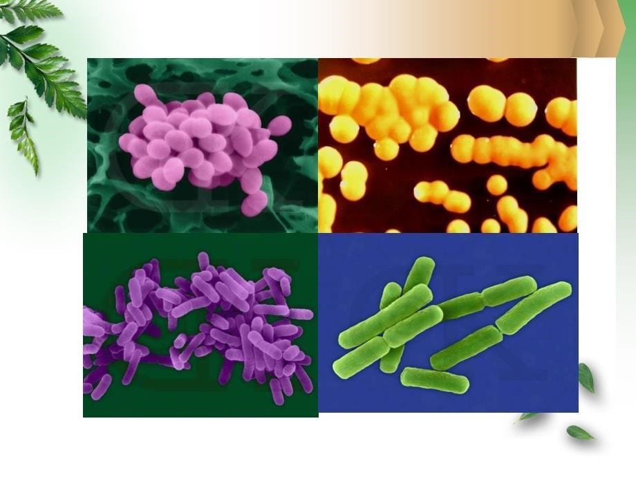 柯南科技大学植物病理学崔林开课件第二章3_第5页