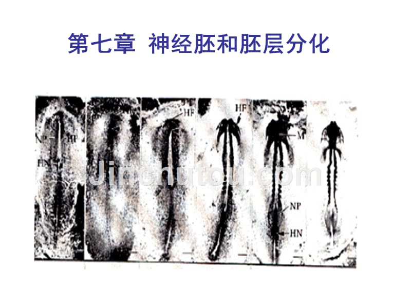 神经胚和胚层分化_第1页