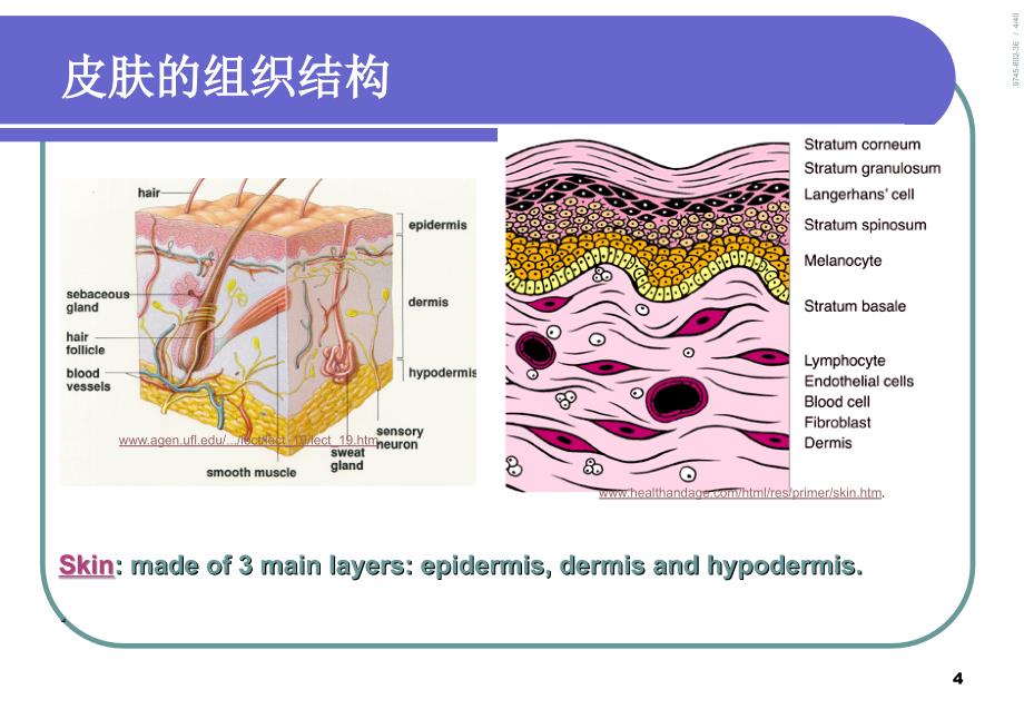 皮肤组织结构与化妆品_第4页