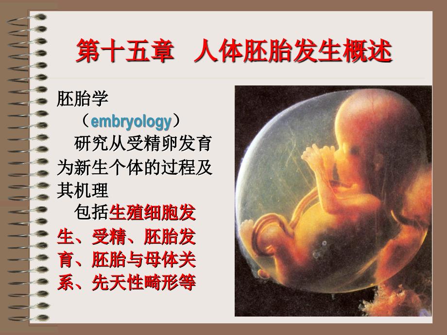 人体胚胎发生概述_第1页