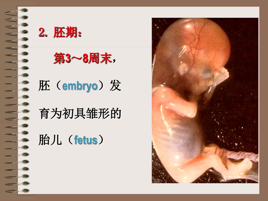 人体胚胎发生概述_第3页