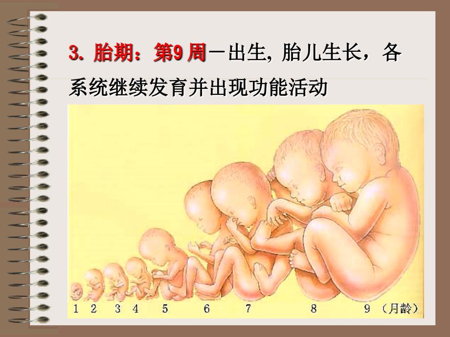 人体胚胎发生概述_第4页