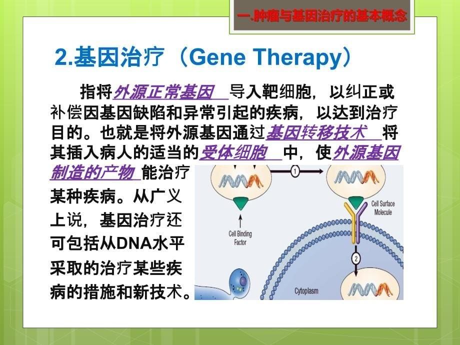 肿瘤基因治疗的基本策略和常用方法-终极版课件_第5页