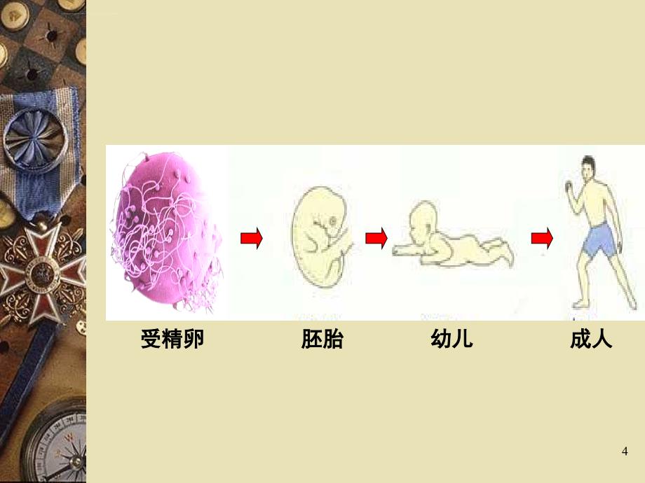 饮食营养与健康-4课件_第4页