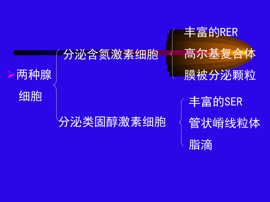 内分泌系统正稿_第4页