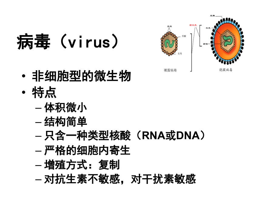 微生物学课件-病毒总论_第3页