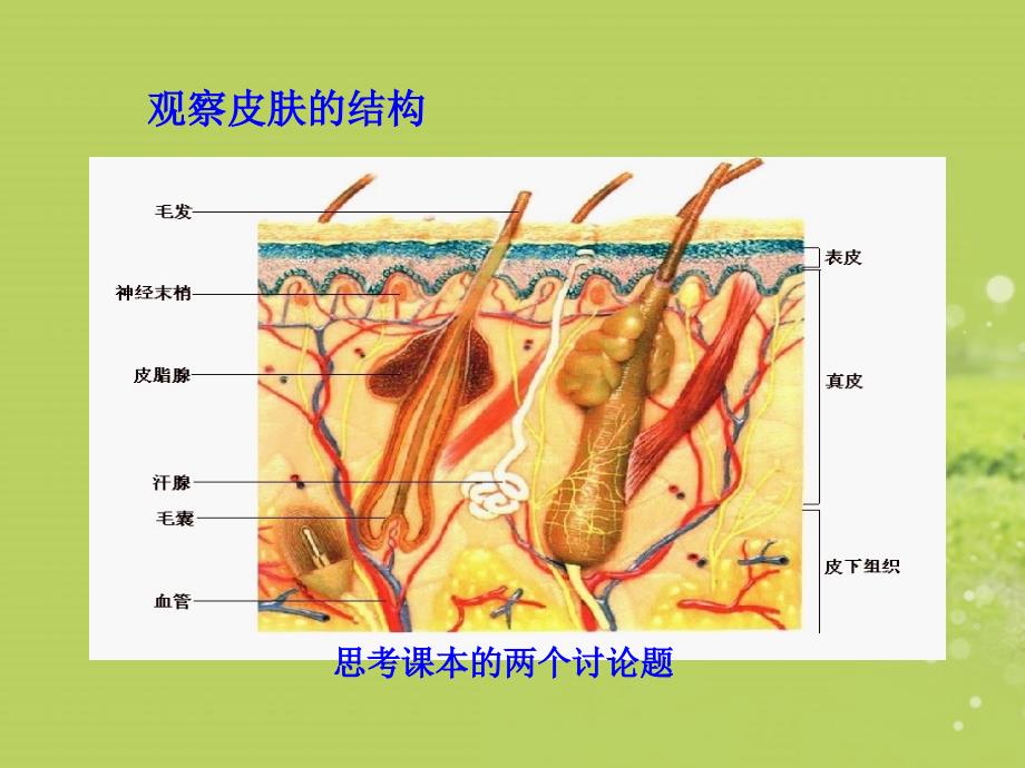 生物：-第11章-第3节-皮肤与汗液分泌课件-(北师大版七年级下)_第4页