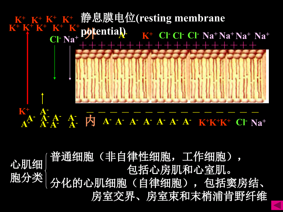 心率失常课件_第4页